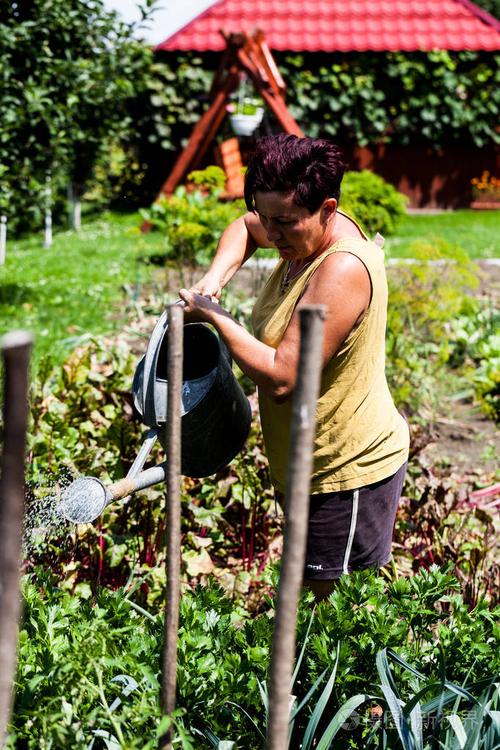 成熟的家庭主妇努力种植粮食作物.促进后院农业.有机生态农场和园艺